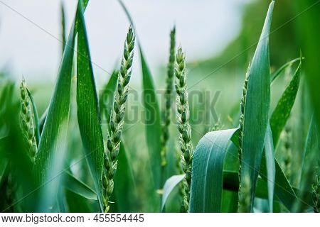 Food Crisis And World Hunger Concept, Green Field With Wheat Ears, Growing Wheat Sprouts Closeup, Ha