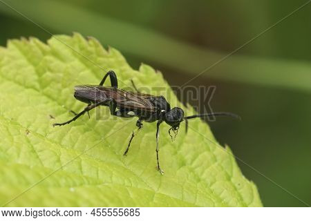 Closeup On A Rather Dark Colored Sawlfy, Macrophya Duodecimpunctata Sitting On A Green Brambleberry 