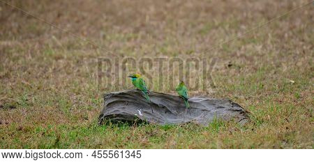 Pair Of Green Bee-eater Birds Perch On Fallen Dead Wood On The Grass Field.