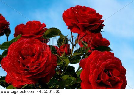 A Red Rose Flower With Small Drops Of Dew On The Petals