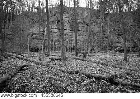 Peklo, Czechia - March 26, 2022: Snowflakes In Spring