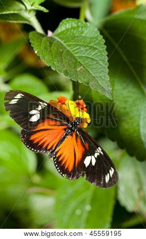 Heliconius Hecale