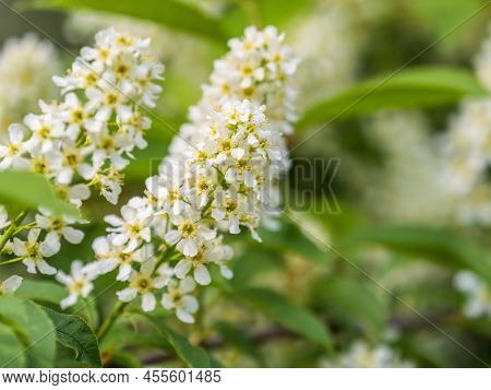 White Flowers Blooming Bird Cherry. Close-up Of A Flowering Prunus Padus Tree With White Little Blos