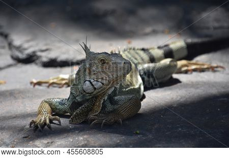 Side Profile Of A Large Iguana Lizard On A Very Warm Day.