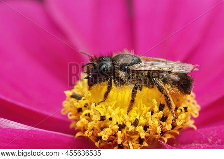 Colorful Closeup On An Aged Female Red Mason Bee, Osmia Rufa, Sitting On A Purple Cosmos Flower In T