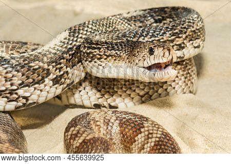 Florida Pine Snake - Pituophis Melanoleucus Mugitus