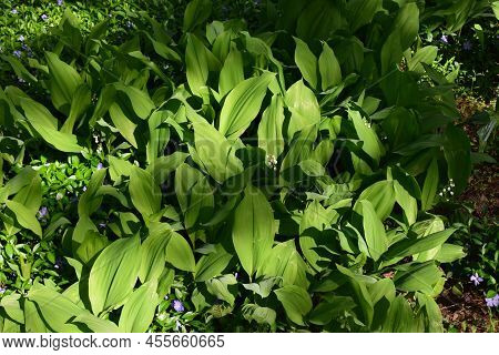 Vinca Minor (common Names Lesser Periwinkle, Dwarf Periwinkle, Small Periwinkle, Common Periwinkle) 