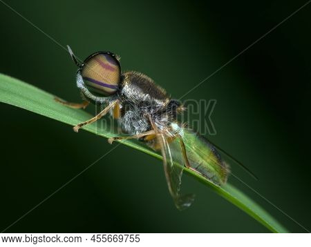 Hover Fly Dying On The Grass With Broken Wing