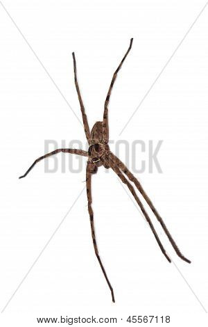 Ragno