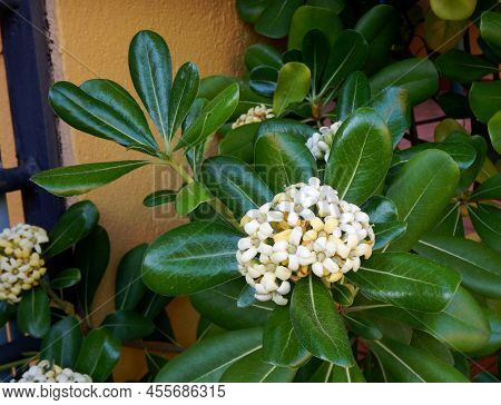 Daphne Flower In A Green Flower Pot