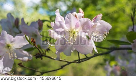 Close-up View Of Beautiful White Flowers. Rhododendron Schlippenbachii. Rhododendron Flowers With Wh