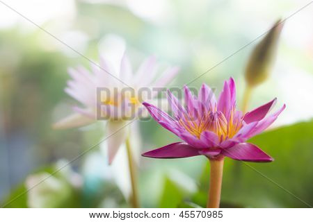 loto rosa