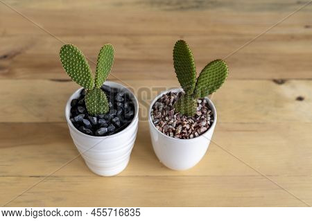 Opuntia Microdasys Angle Wings Cactus High Angle View