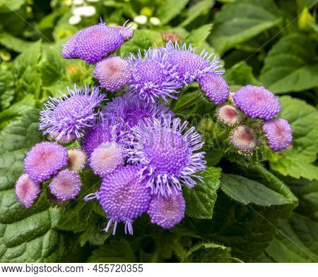 Filigree Flossflower Blossoms In Natural Green Ambiance