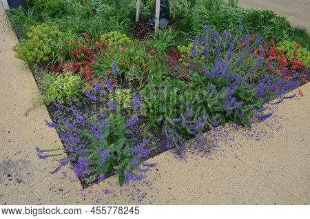 The Plant Is A Perennial, Pink To Red Flowering Flower, The Only North American Species Of The Genus