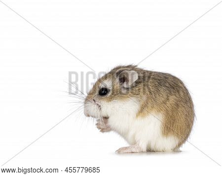 Cute Roborovski Hamster Sitting Side Ways On Hind Paws Eating From His Front Paws. Isolated On A Whi