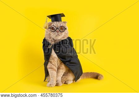 Serious Cat Professor On Yellow Background Looking At Copy Space. Welcome Back To School Poster. Gre