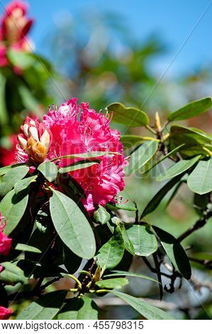 Red Azalea Flowers Blossom In The Garden. Rhododendron Tree. Spring Time
