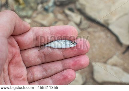 A Grey Mullet Whitebait In Hand, Egypt