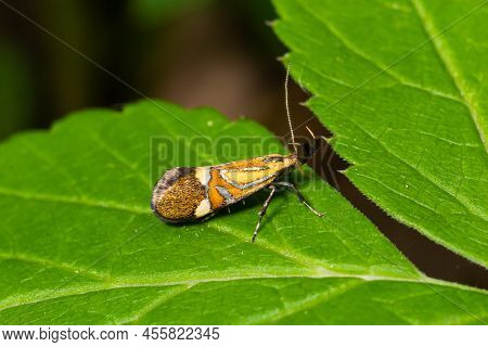 Close-up Image Of A Long-legged Butterfly, Nemophora Degeerella. Green Leaf