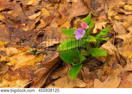 Primrose Lungwort On The Background Of Oak Foliage.medicinal Herbs