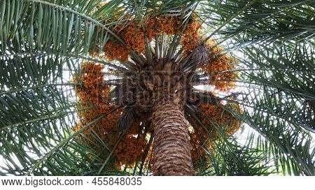 Date Palm Fruit Bunches On The Tree. A Bunch Of Orange Dates Growing Around On A Palm Tree With Gree