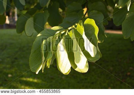 Catalpa Tree, Catalpa Bignonioides. Big Leavespods With Hang Down From The Catalpa Tree Branches.