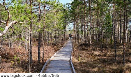 A Wooden Path In The Soomaa National Park In Estonia Among The Forest And Marshland On A Clear Day
