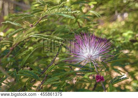 Beautifull Pink Flower Of Albizia Julibrissin Tree