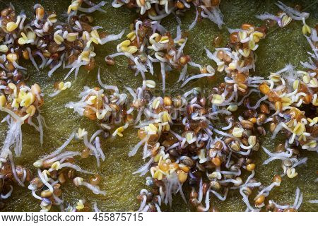 Arugula Seeds Two Days After Sowing Them In A Nutrient Medium. Germination Of Plant Seeds. Hydroponi