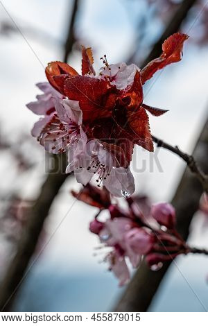 Prunus Cerasoides Flower, Wild Himalayan Cherry Plants.