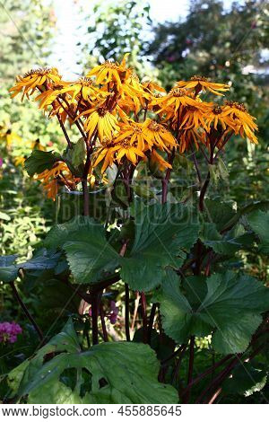 The Ligularis Dentata Plentifully Blossoms Yellow Bright Flowers.