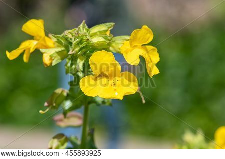 Yellow Monkeyflowers (erythranthe Guttata)