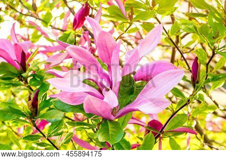 Bright Pink Magnolia Susan Liliiflora Flowers With Green Leaves In The Garden In Spring.