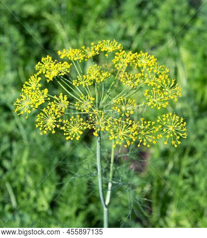 Dill Plant In The Garden. Dill Flowering, Bloomsl. Fennel Leaves. Green Leaf Background.