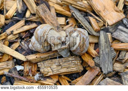 Two Maiting Roman Snails Gastropoda Helix Pomatia