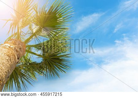 Green Palm Tree On Blue Cloudy Sky Background In Sunny Day. Horizontal Photo. Summer Background, Vac