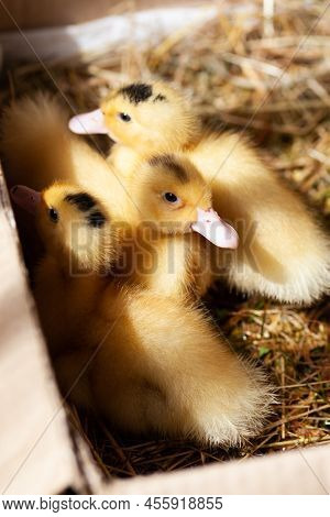 Yellow Fluffy Mulard Ducklings In A Box, Buying Poultry.