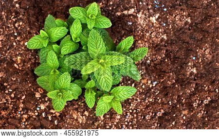 Mentha Spicata, Popularly Known As Peppermint, Spearmint Or Garden Mint