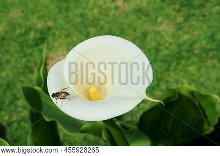 Closeup Of A Gorgeous Calla Lily With A Little Bee Resting On The Pure White Spathe