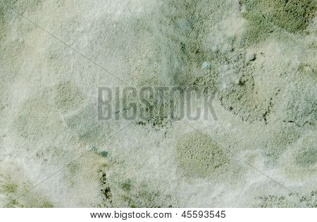 Mögel