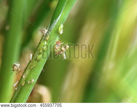Green Aphids, Acyrthosiphon Pisum, Live And Dead, On Chives, Close-up Of A Sap-sucking Insect From T