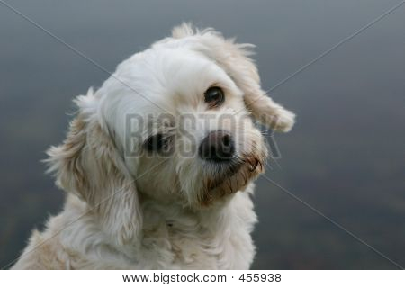 Meget sød hund eller hvalp foto