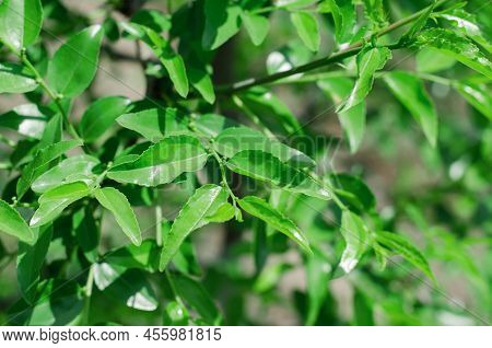 Green Young Jojoba Leaves On A Branch. Jojoba Tree Getting Ready To Bloom
