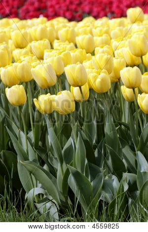 Tulipaner