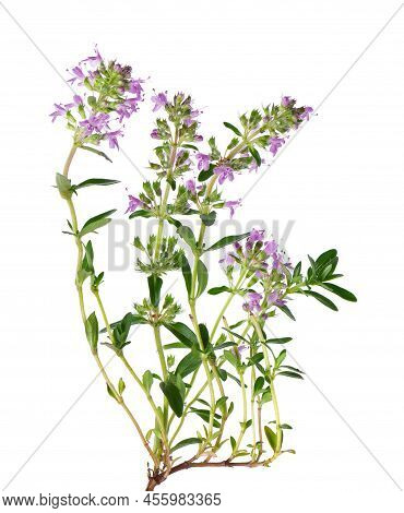 Wild Thyme Flowers, Isolated On White Background. Blooming Sprigs Of Thymus Serpyllum