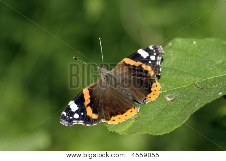 Sommerfugl