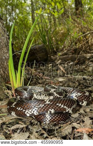 Eastern Kingsnake In North Carolina - Lampropeltis Getula