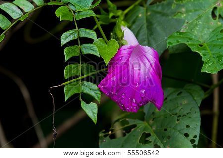 Morning Glory