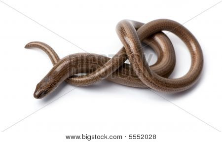 Draufsicht einer eine Slowworm Blindschleiche